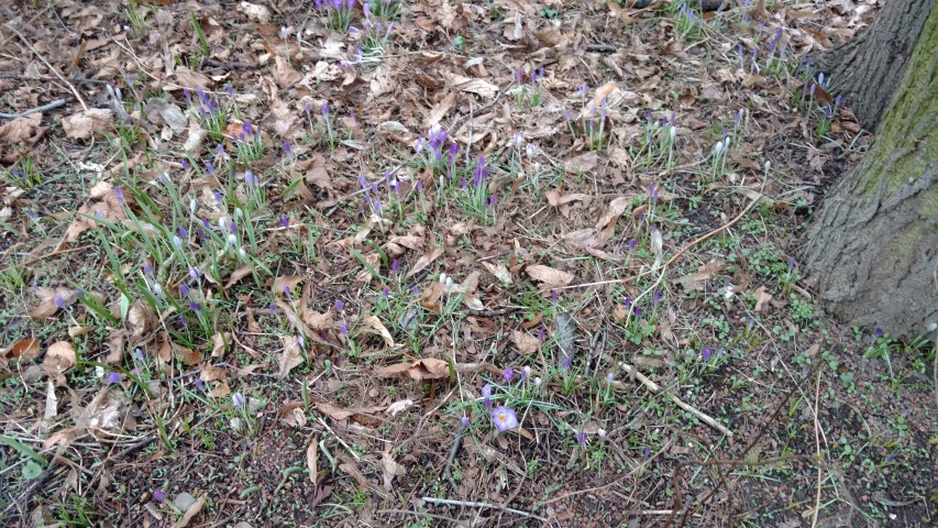 Crocus vernus plantplacesimage20170225_133908.jpg