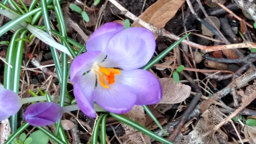 Crocus vernus plantplacesimage20170225_133921.jpg