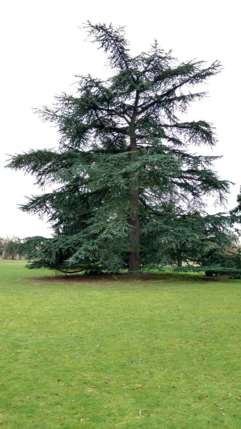 Cedrus libani plantplacesimage20170225_134055.jpg