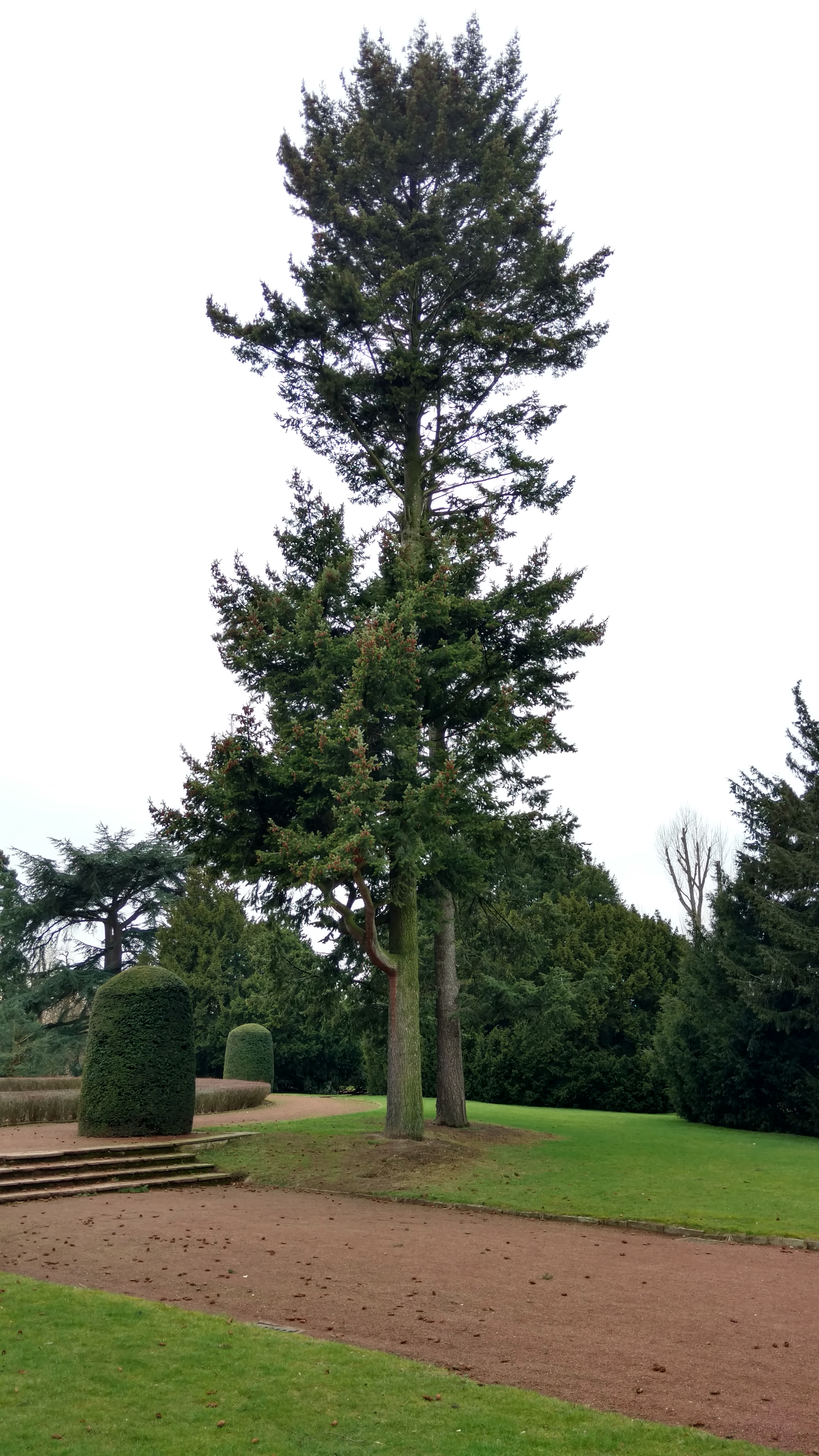 Pseudotsuga menziesii plantplacesimage20170225_134248.jpg