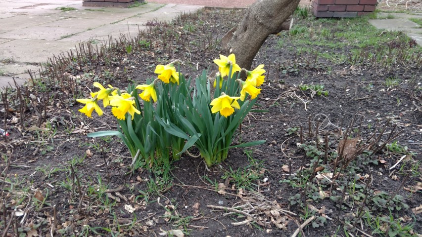 Narcissus spp plantplacesimage20170225_142145.jpg