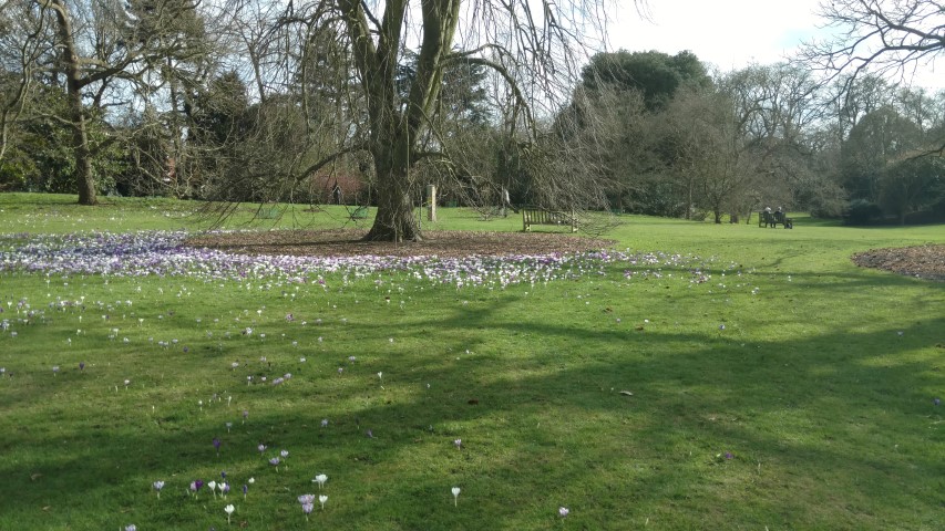 Crocus vernus plantplacesimage20170304_142953.jpg