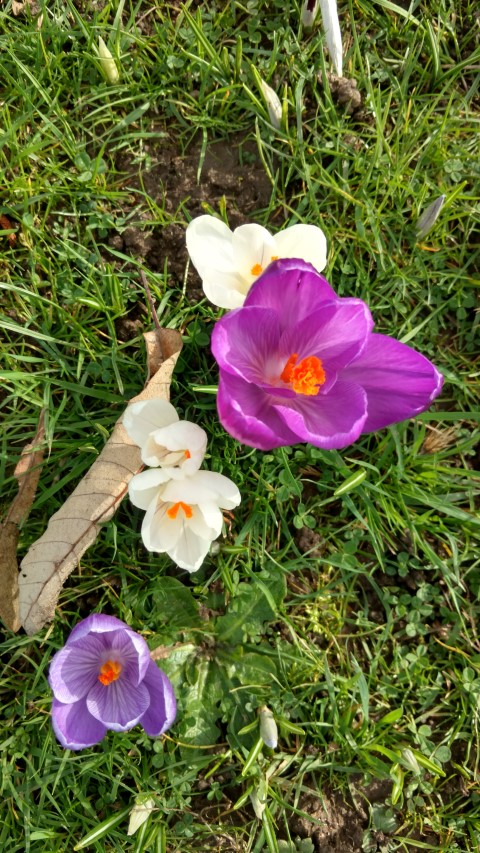 Crocus vernus plantplacesimage20170304_143027.jpg