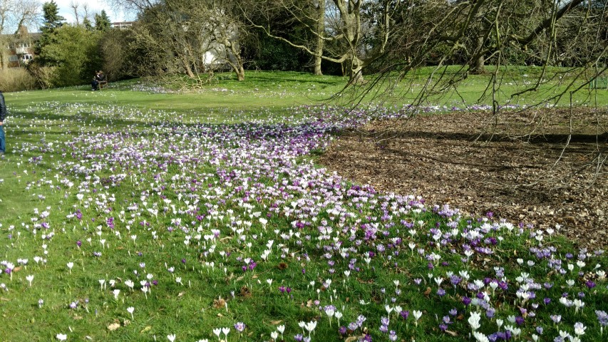 Crocus vernus plantplacesimage20170304_143047.jpg