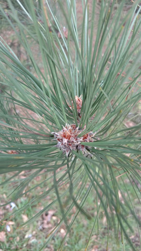 Pinus nigra plantplacesimage20170304_143416.jpg