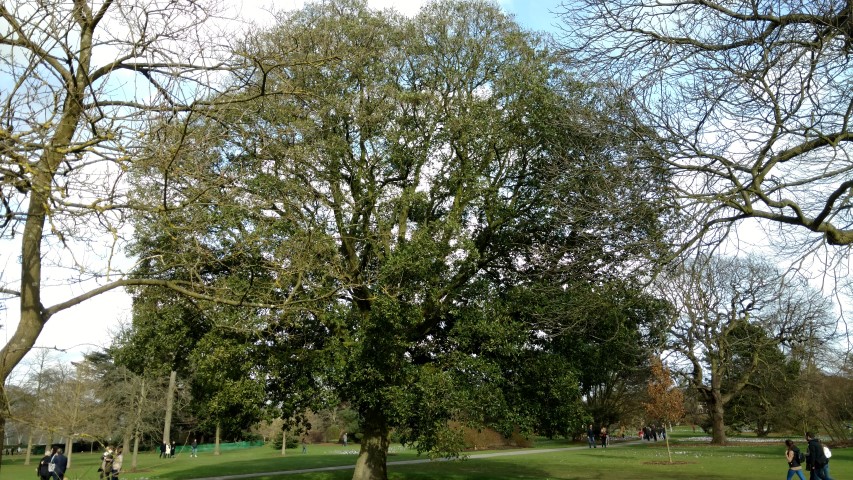 Quercus x turneri plantplacesimage20170304_143615.jpg