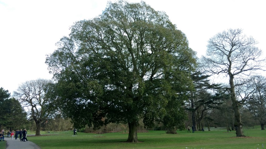 Quercus x turneri plantplacesimage20170304_143646.jpg