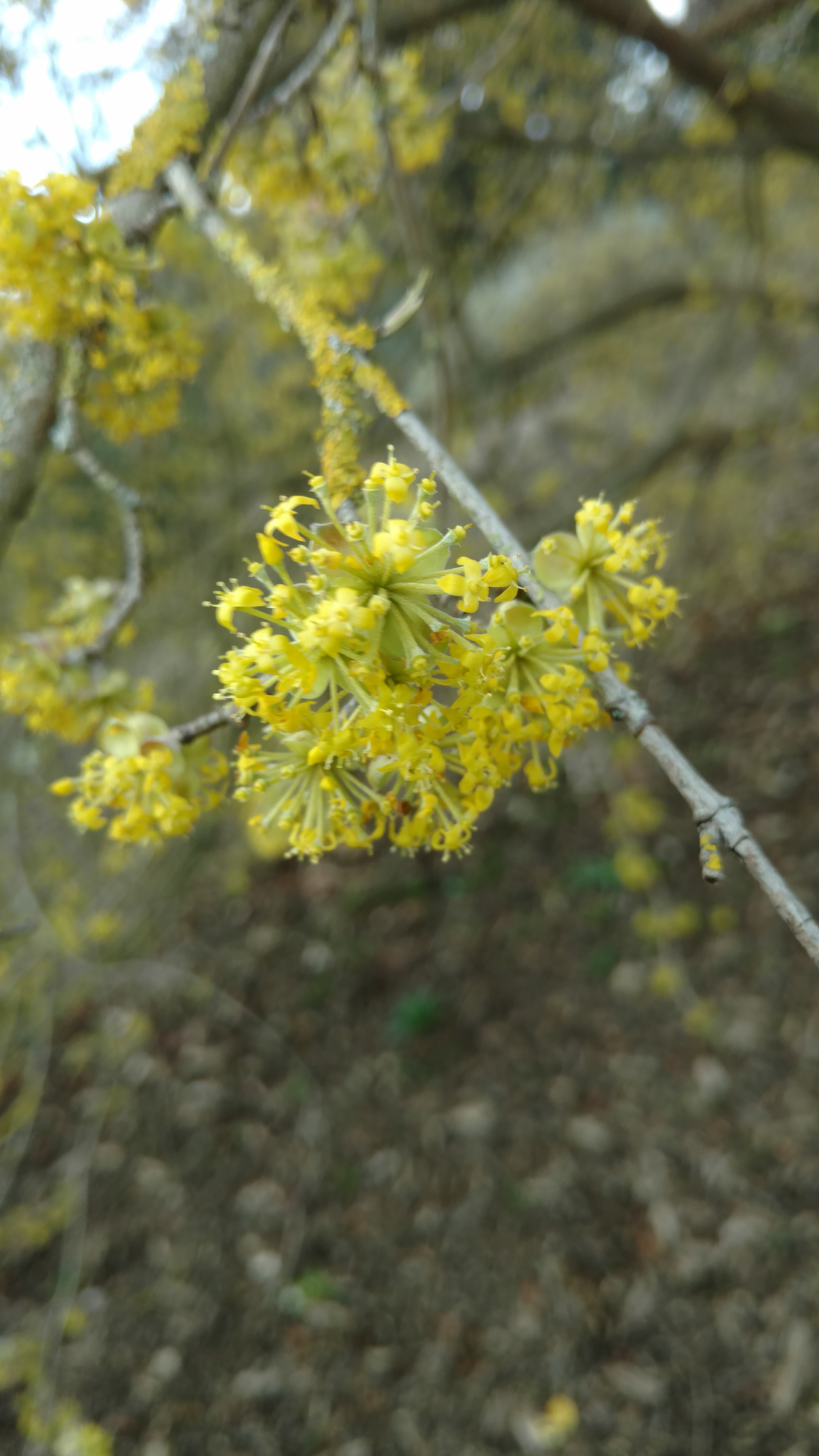 Cornus mas plantplacesimage20170304_144506.jpg