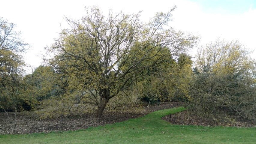 Cornus mas plantplacesimage20170304_144544.jpg