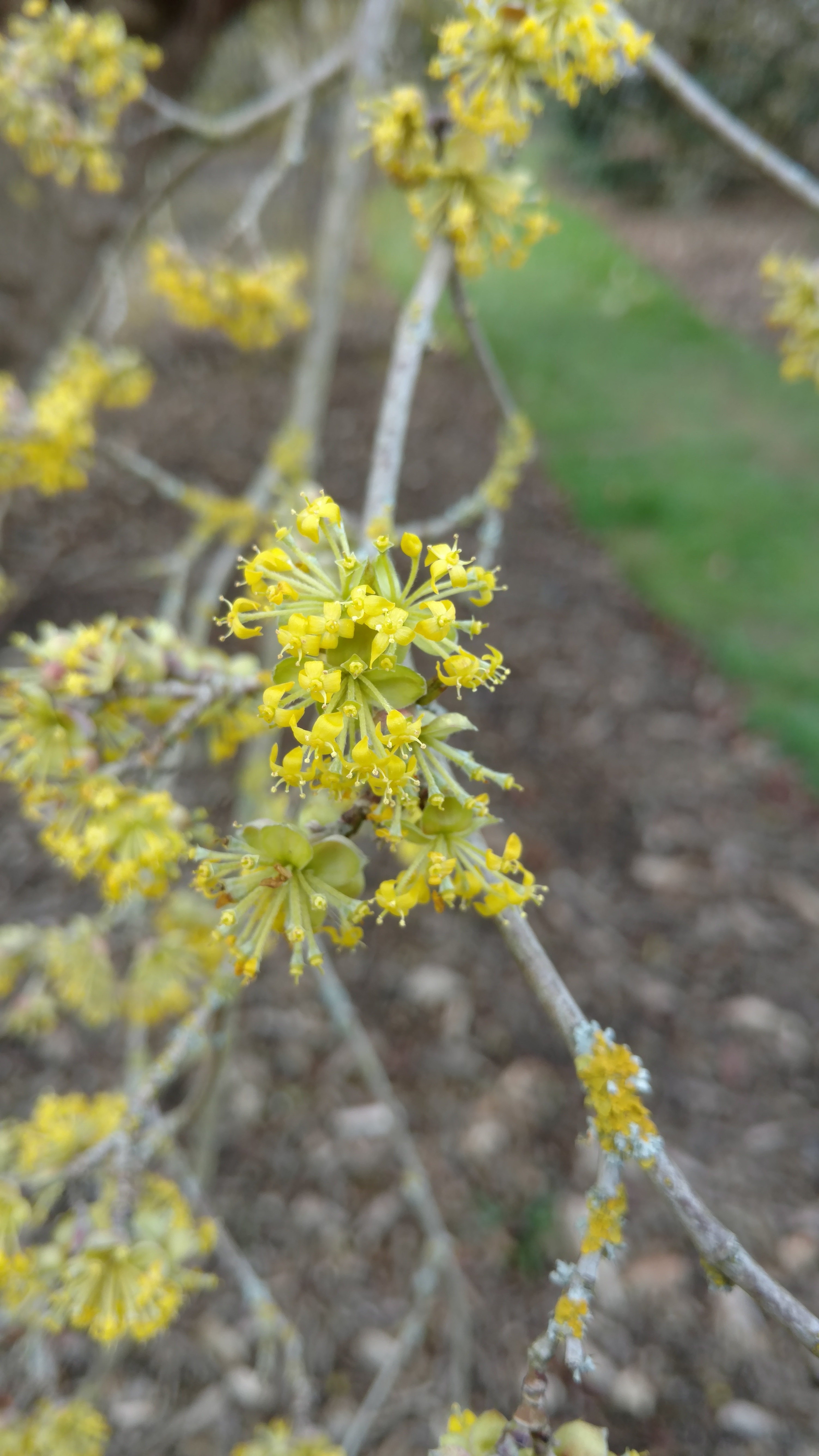 Cornus mas plantplacesimage20170304_144604.jpg