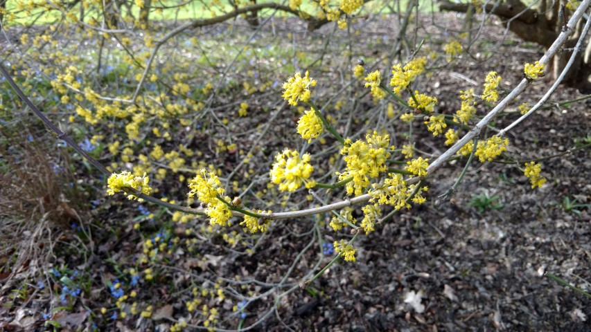 Cornus mas plantplacesimage20170304_144812.jpg