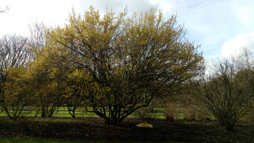 Cornus mas plantplacesimage20170304_144850.jpg