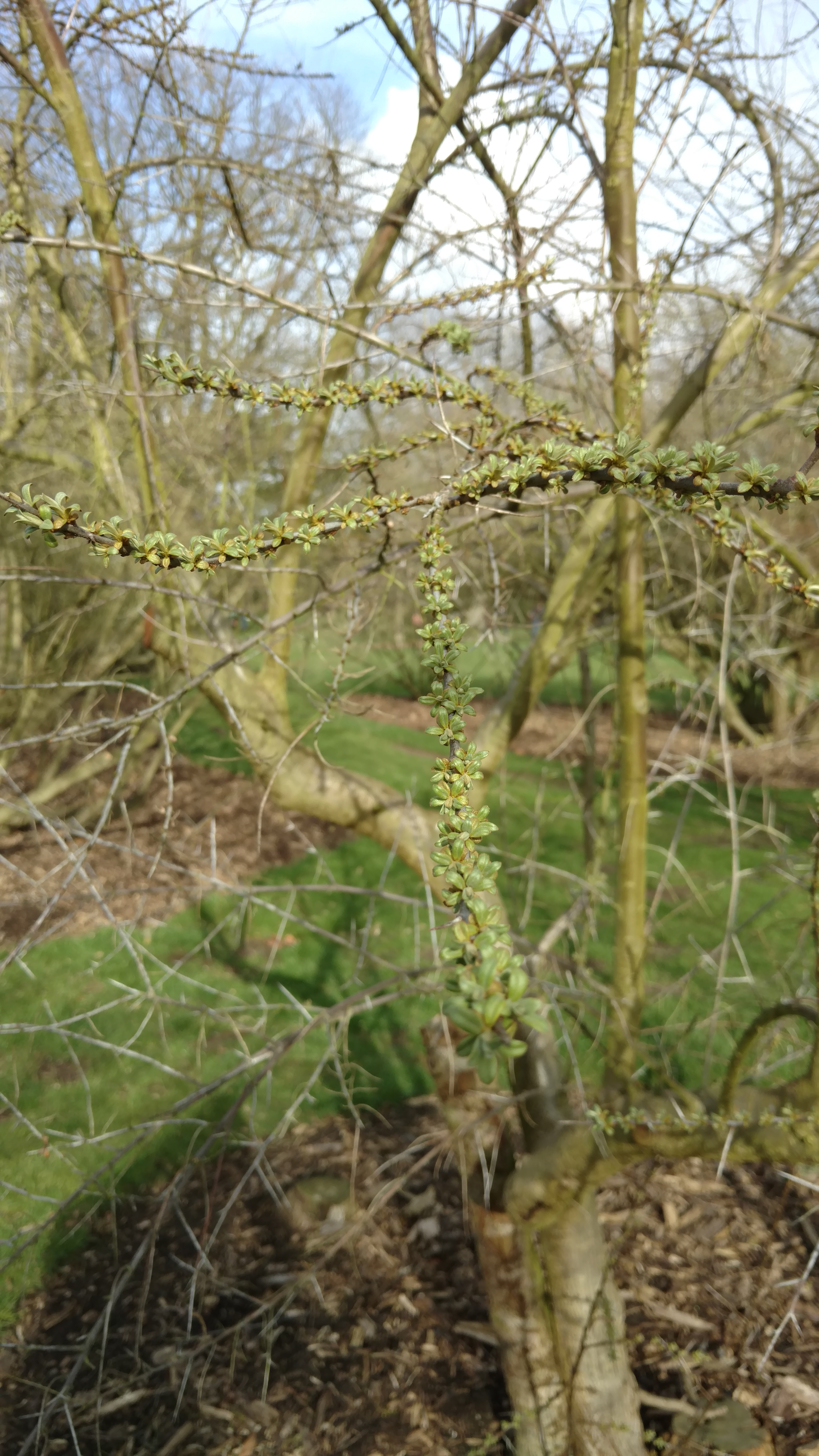 Hippophae ramnoides plantplacesimage20170304_145011.jpg