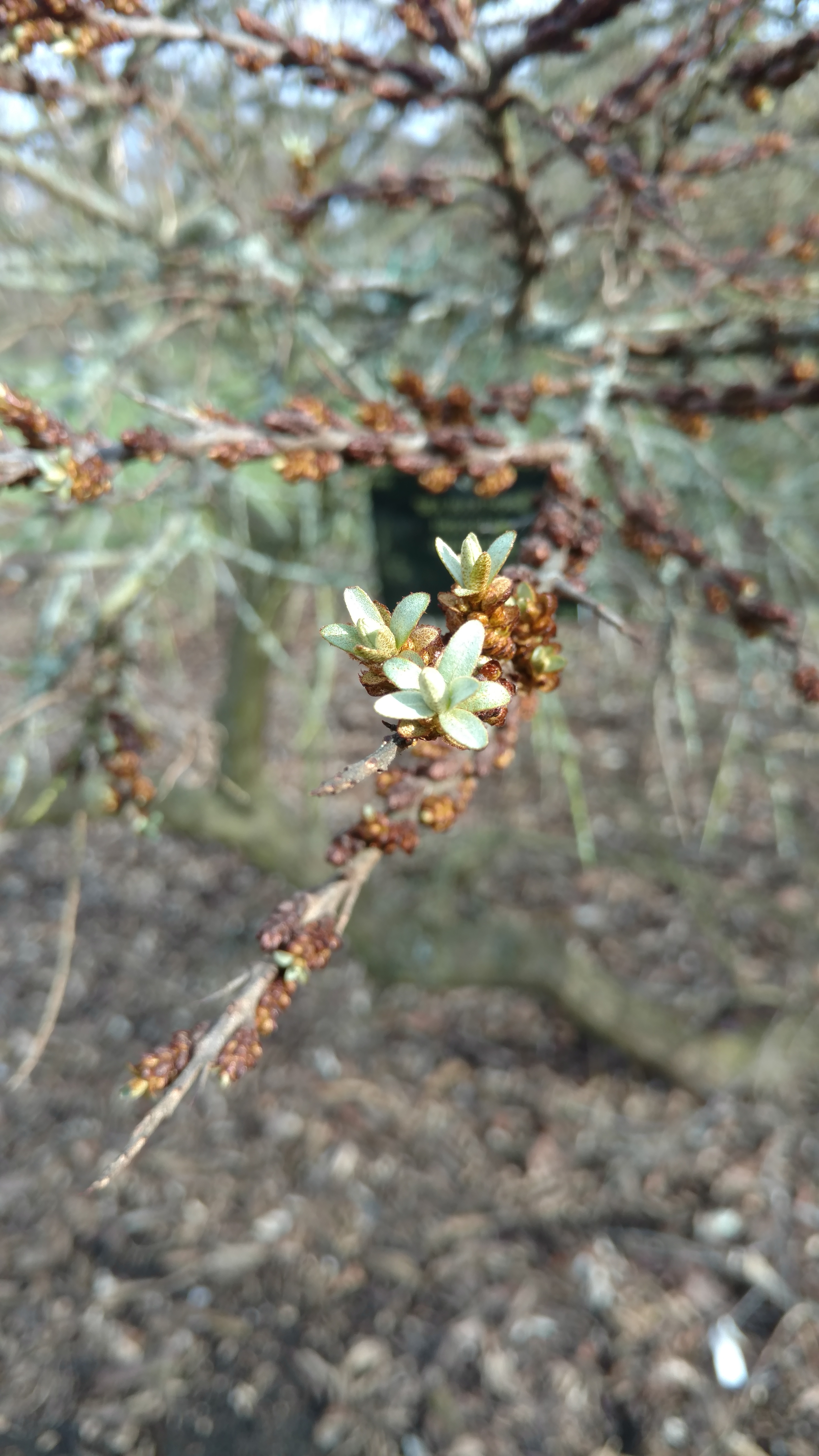 Hippophae ramnoides plantplacesimage20170304_145101.jpg