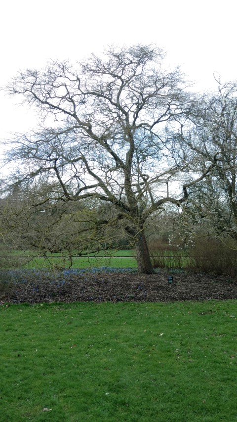 Chionanthus retusus plantplacesimage20170304_145136.jpg