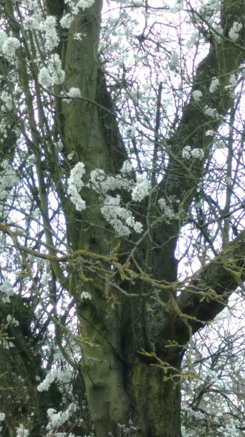 Prunus cerasifera plantplacesimage20170304_145231.jpg