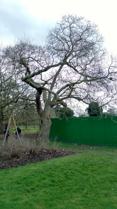 Catalpa bignonioides plantplacesimage20170304_145343.jpg