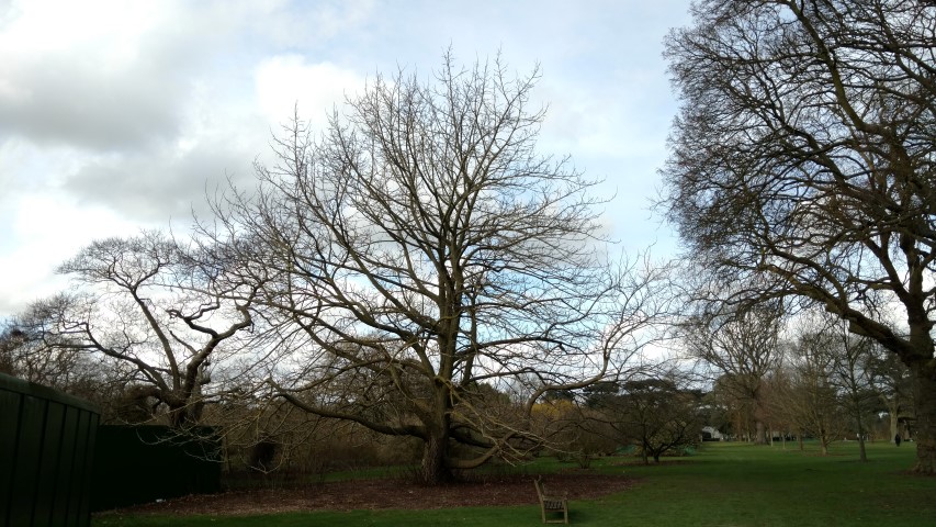 Pterocarya fraxinifolia plantplacesimage20170304_145518.jpg