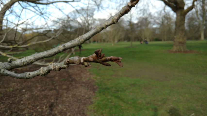 Pterocarya fraxinifolia plantplacesimage20170304_145544.jpg