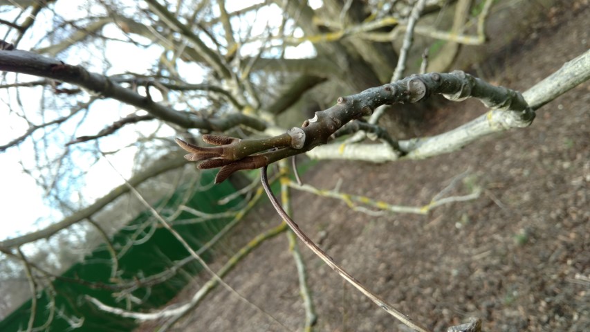 Pterocarya fraxinifolia plantplacesimage20170304_145556.jpg