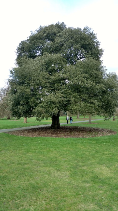 Quercus Ilex plantplacesimage20170304_145828.jpg