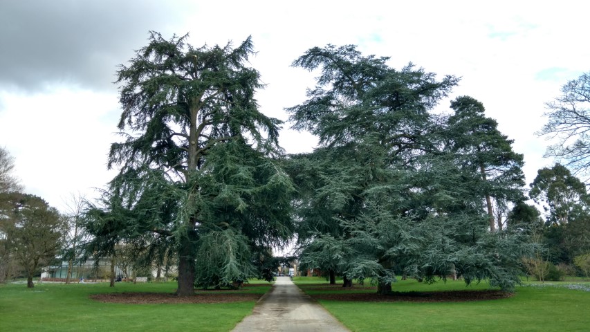 Cedrus atlantica plantplacesimage20170304_145926.jpg