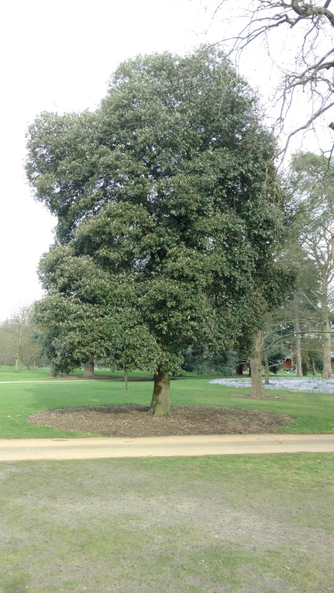 Quercus Ilex plantplacesimage20170304_150319.jpg