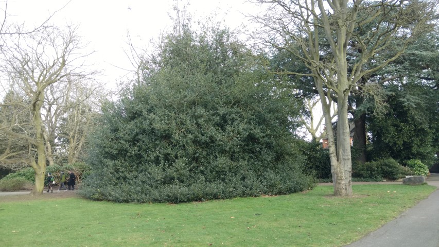 Ilex aquifolium plantplacesimage20170304_150722.jpg