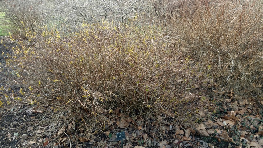 Spiraea fritschiana plantplacesimage20170304_151302.jpg