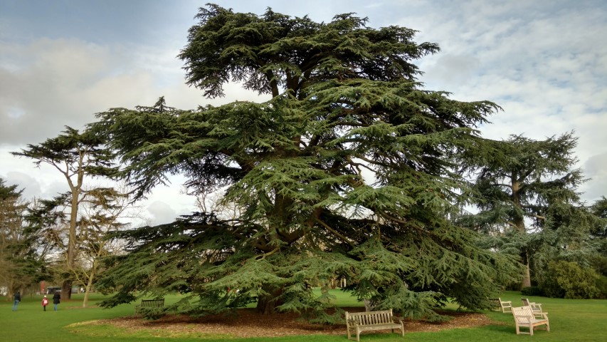 Cedrus libani plantplacesimage20170304_151713.jpg