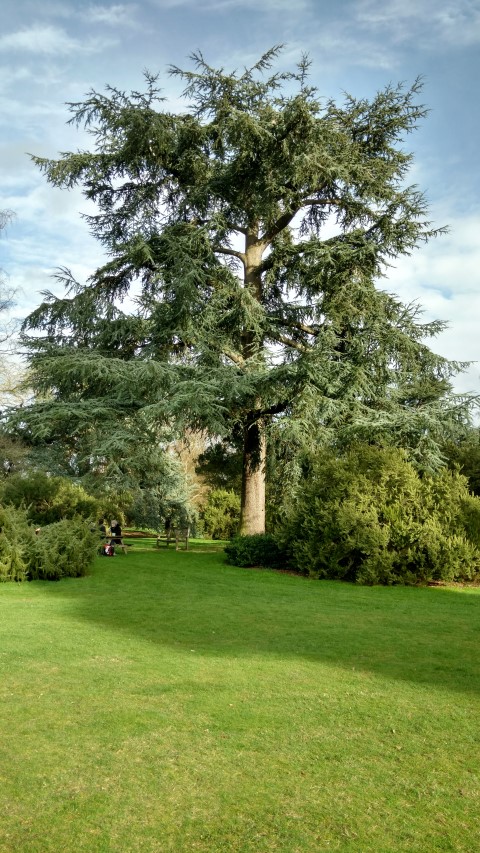 Cedrus atlantica plantplacesimage20170304_151858.jpg