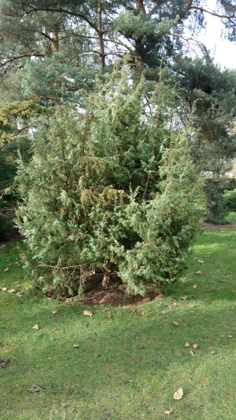Juniperus oxycedrus plantplacesimage20170304_152532.jpg