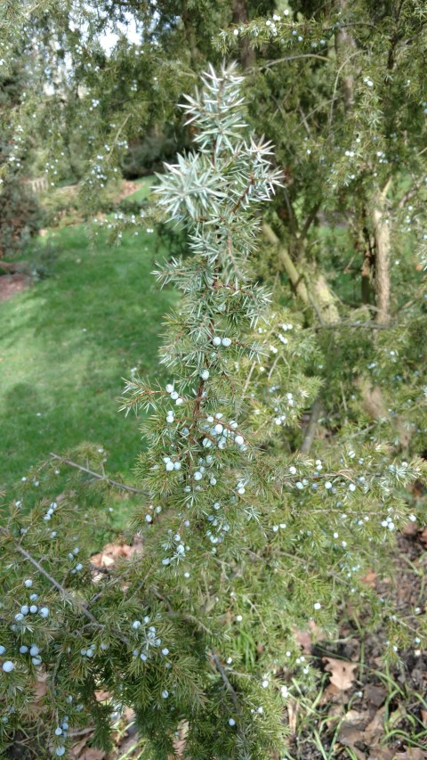 Juniperus communis plantplacesimage20170304_152652.jpg