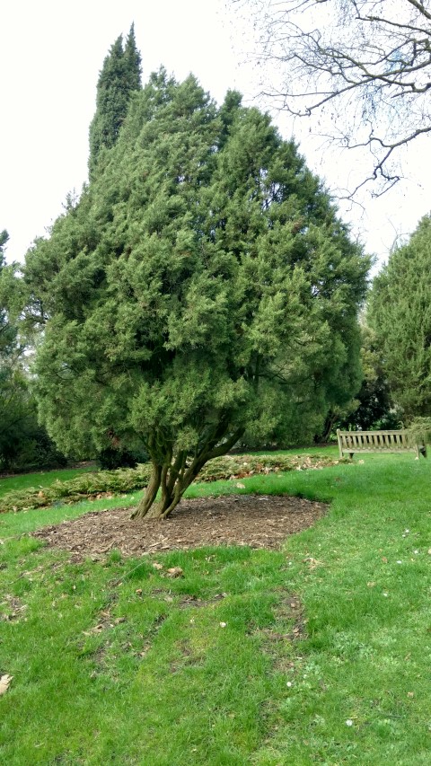 Juniperus phoenicia plantplacesimage20170304_152809.jpg