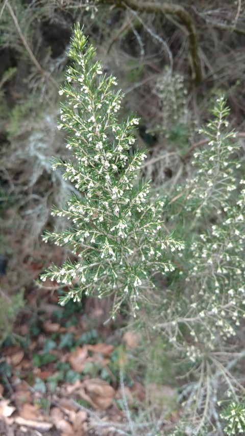 Juniperus semiglobosa plantplacesimage20170304_152914.jpg