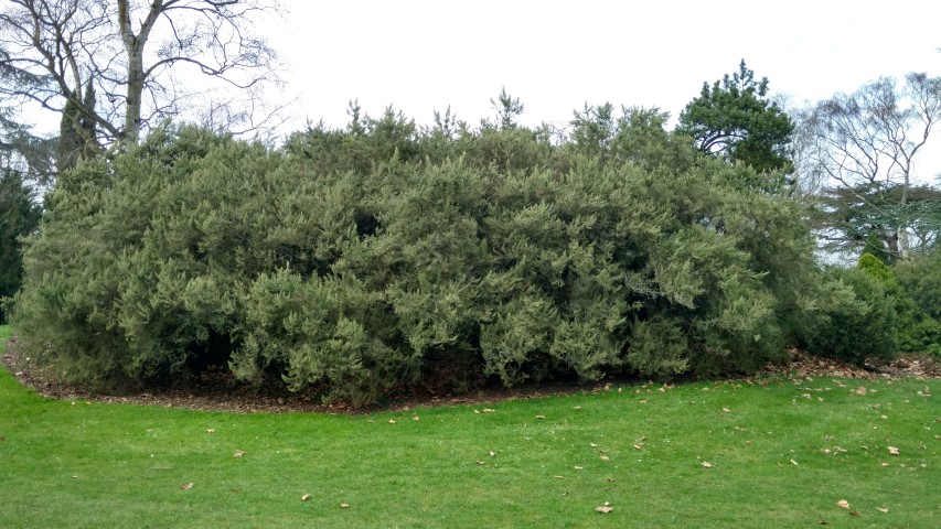 Juniperus semiglobosa plantplacesimage20170304_152955.jpg