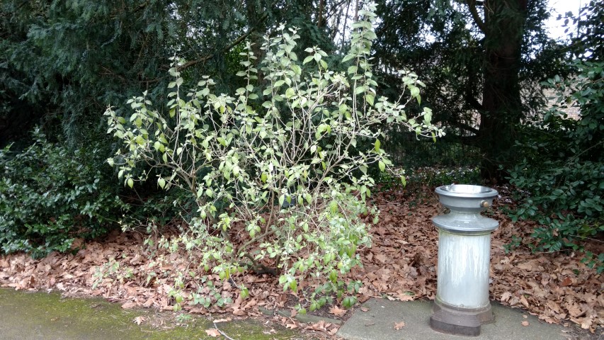 Elaeagnus umbellata plantplacesimage20170304_153231.jpg