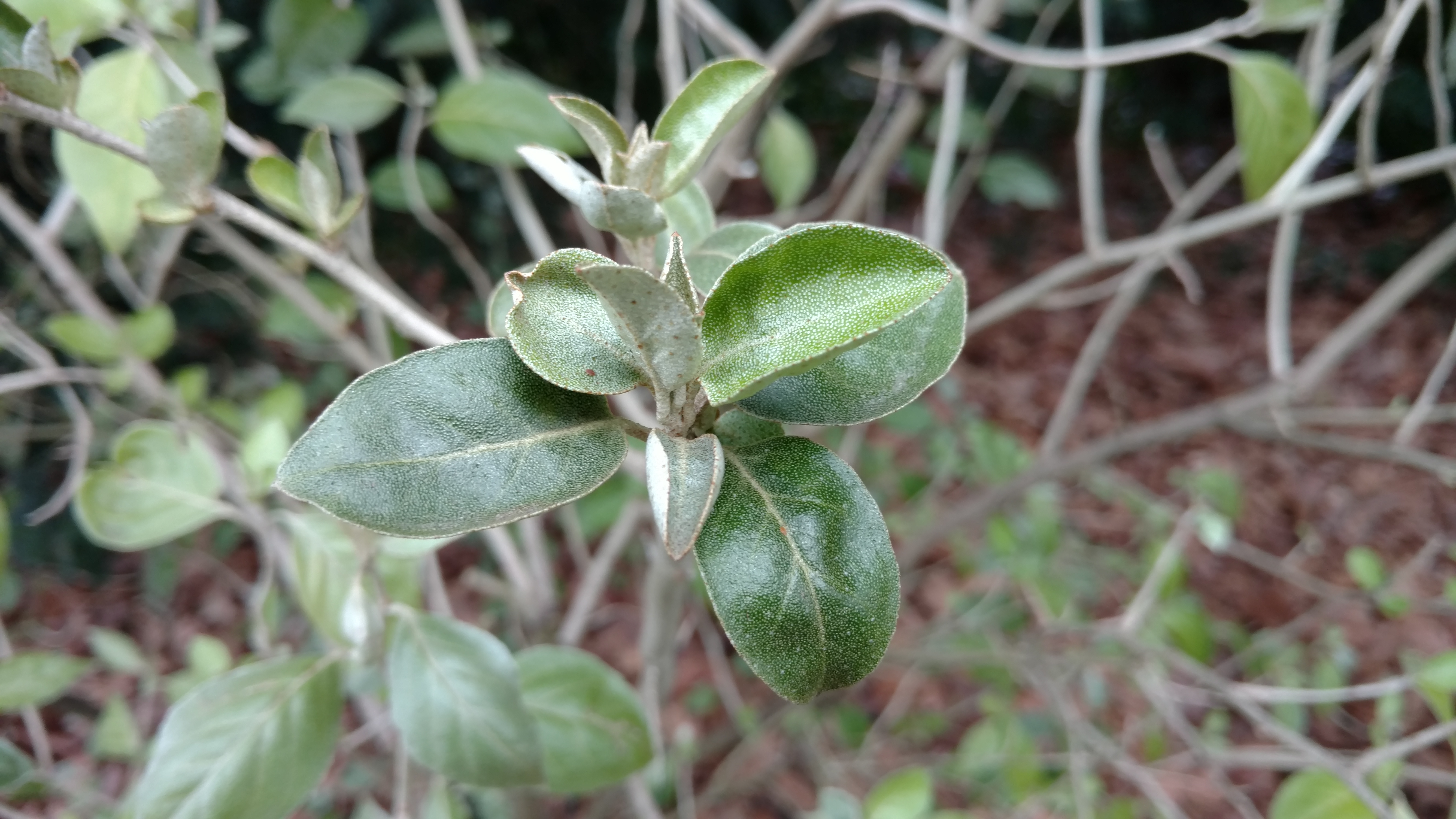 Elaeagnus umbellata plantplacesimage20170304_153246.jpg