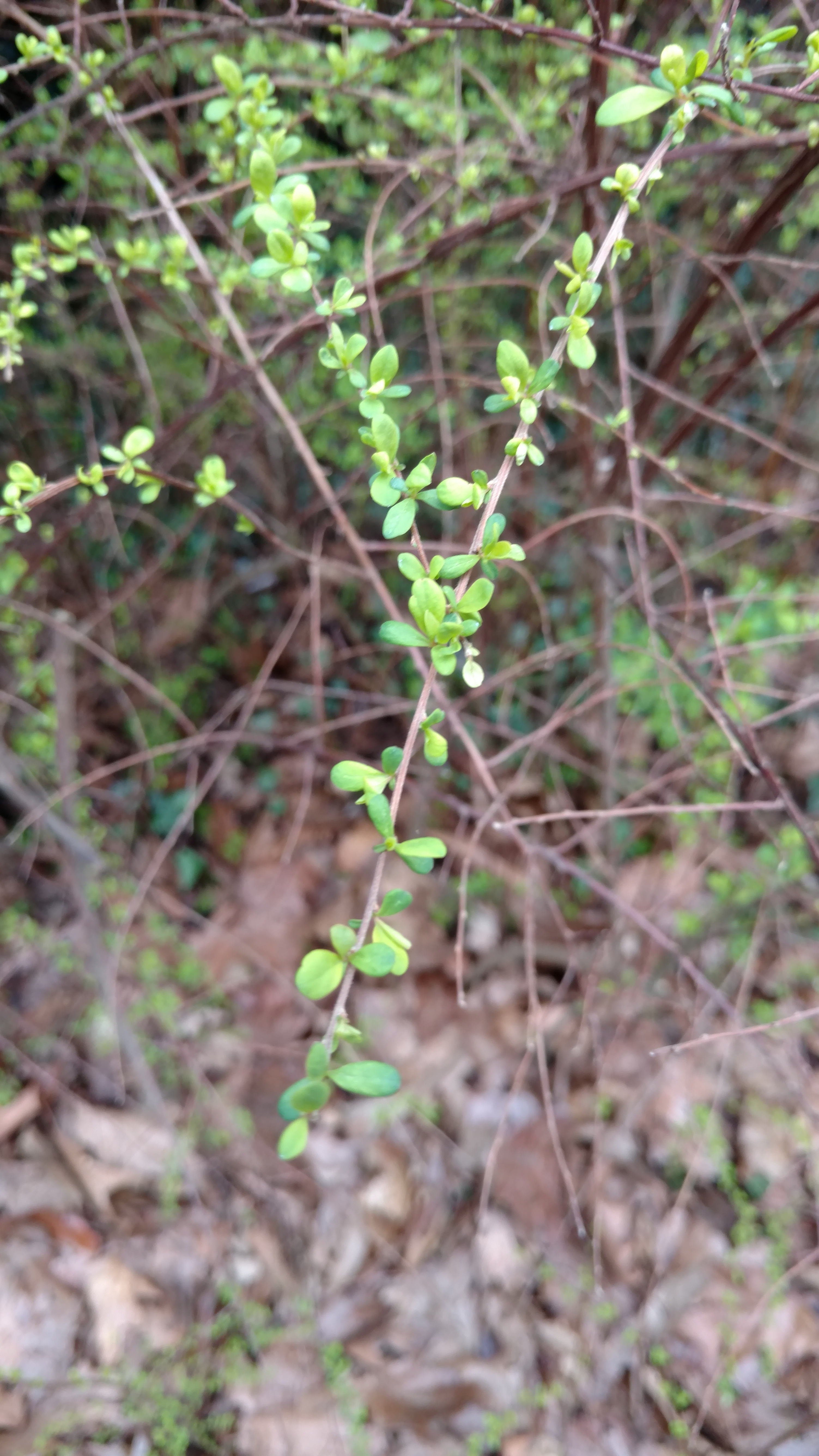 Spiraea nipponica plantplacesimage20170304_153316.jpg