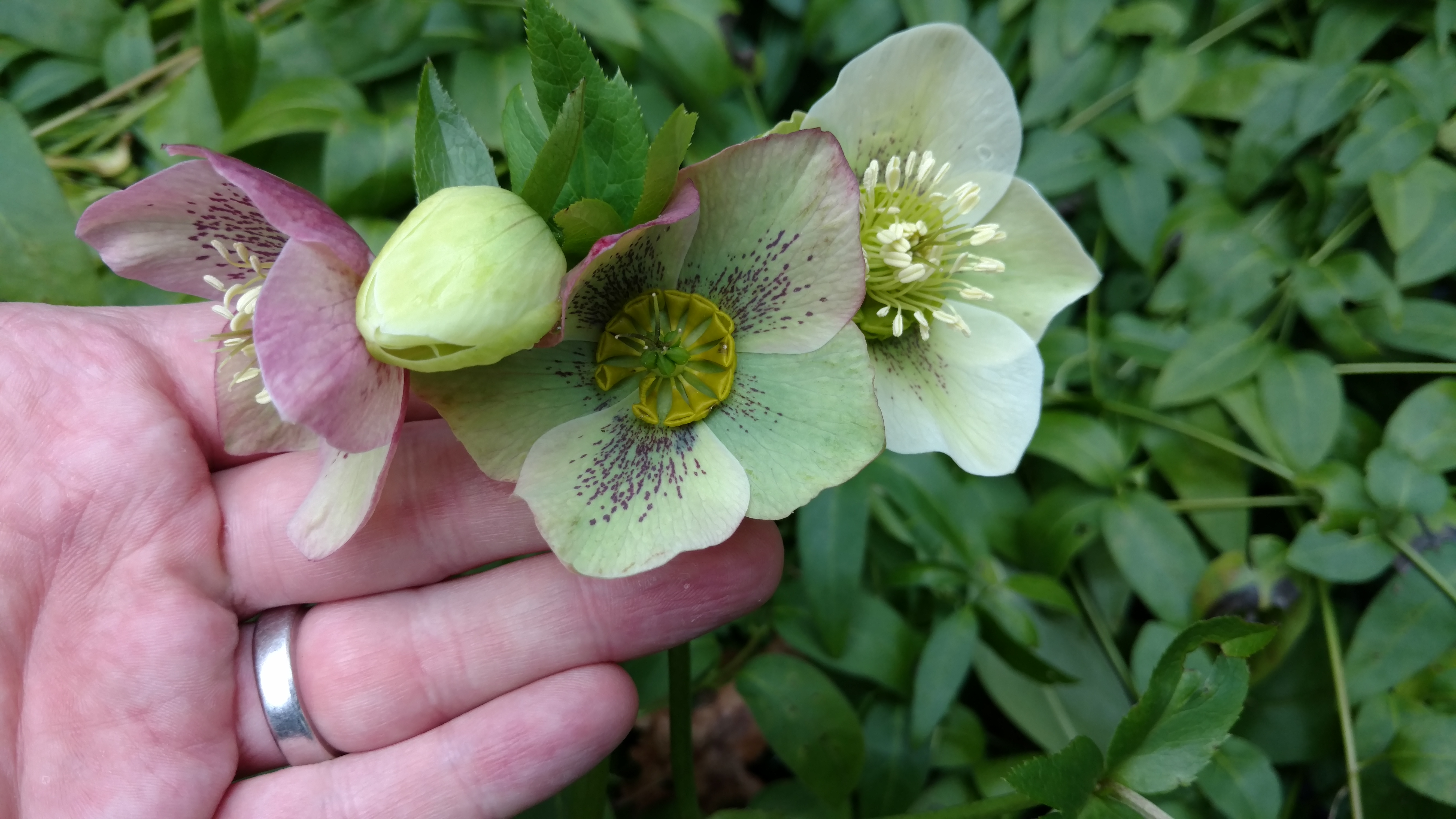 Helleborus orientalis plantplacesimage20170304_153649.jpg