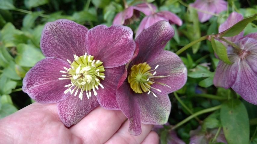 Helleborus orientalis plantplacesimage20170304_153704.jpg