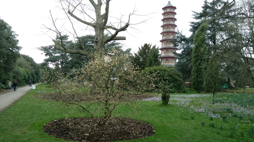 Chimonanthus praecox plantplacesimage20170304_153801.jpg