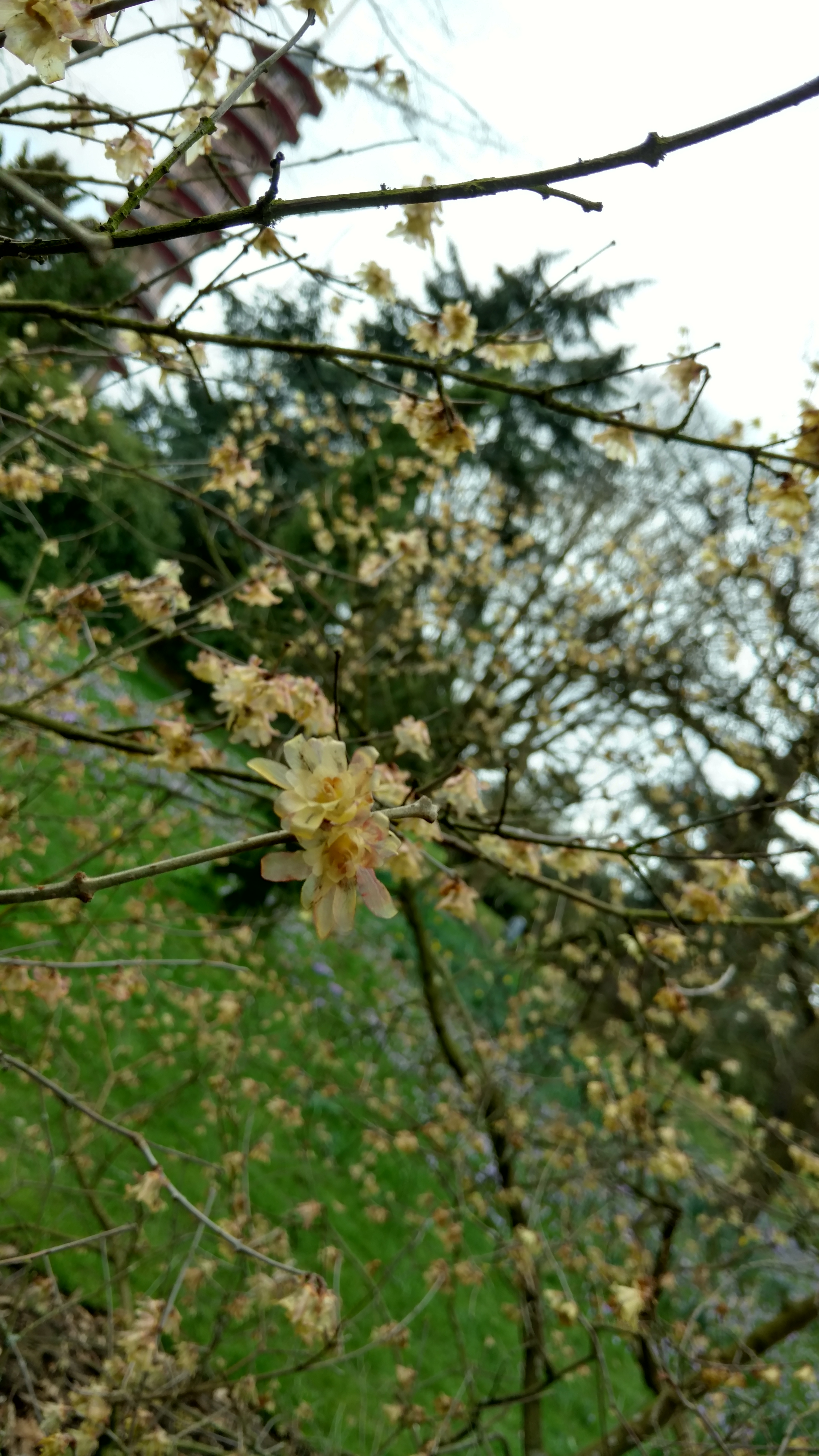 Chimonanthus praecox plantplacesimage20170304_153836.jpg