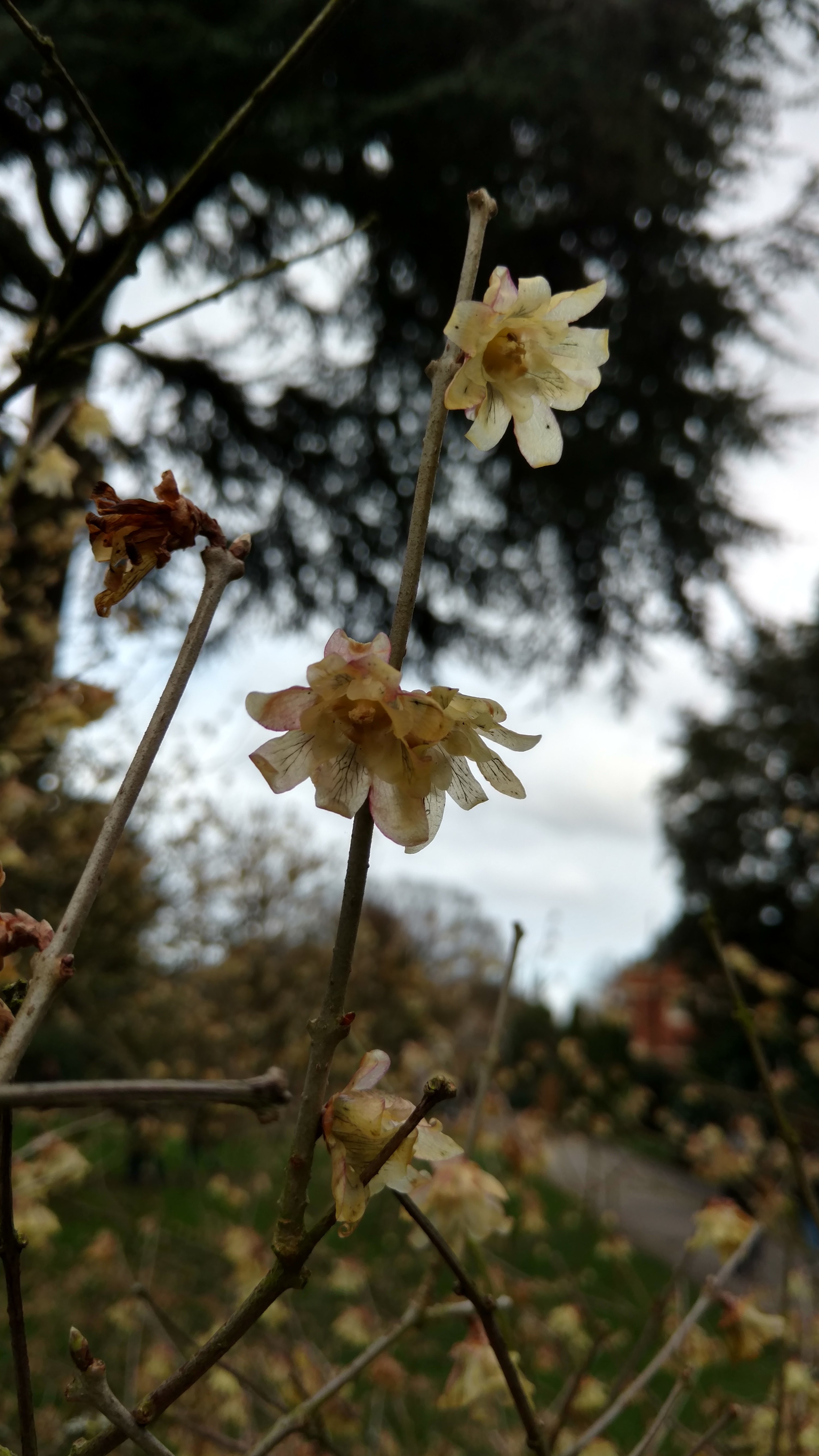 Chimonanthus praecox plantplacesimage20170304_153900.jpg