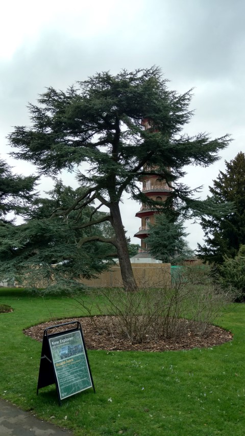 Cedrus atlantica plantplacesimage20170304_153956.jpg