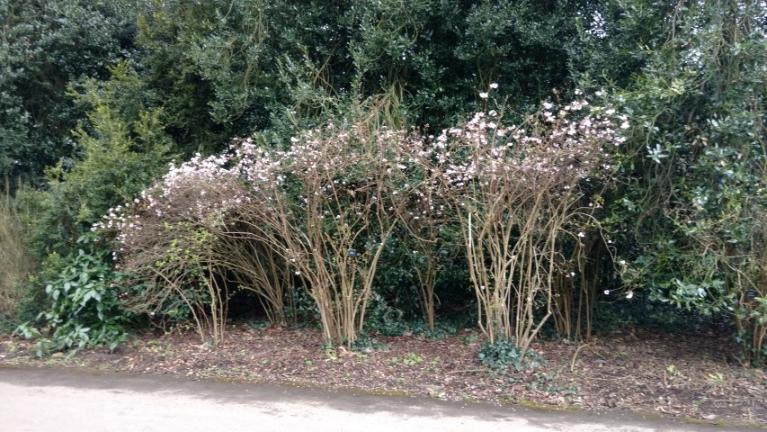 Viburnum x bodnantense plantplacesimage20170304_154925.jpg