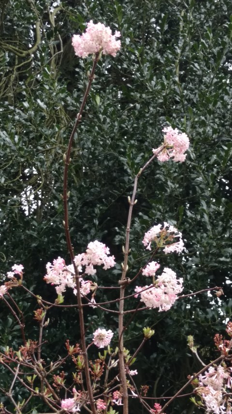 Viburnum x bodnantense plantplacesimage20170304_154944.jpg