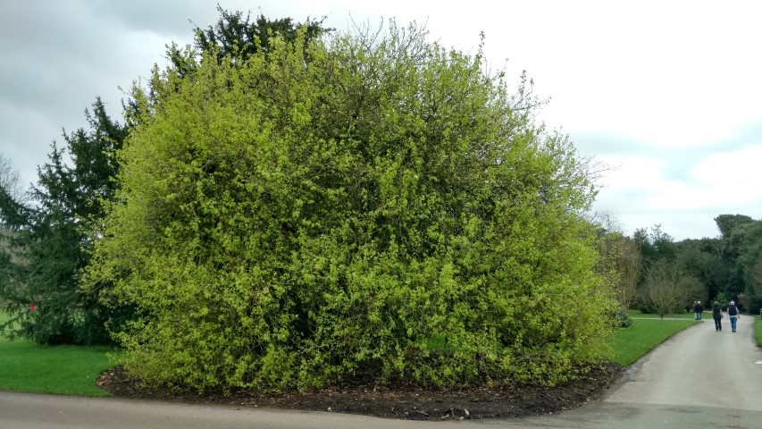 Pyrus ussuriensis plantplacesimage20170304_155355.jpg