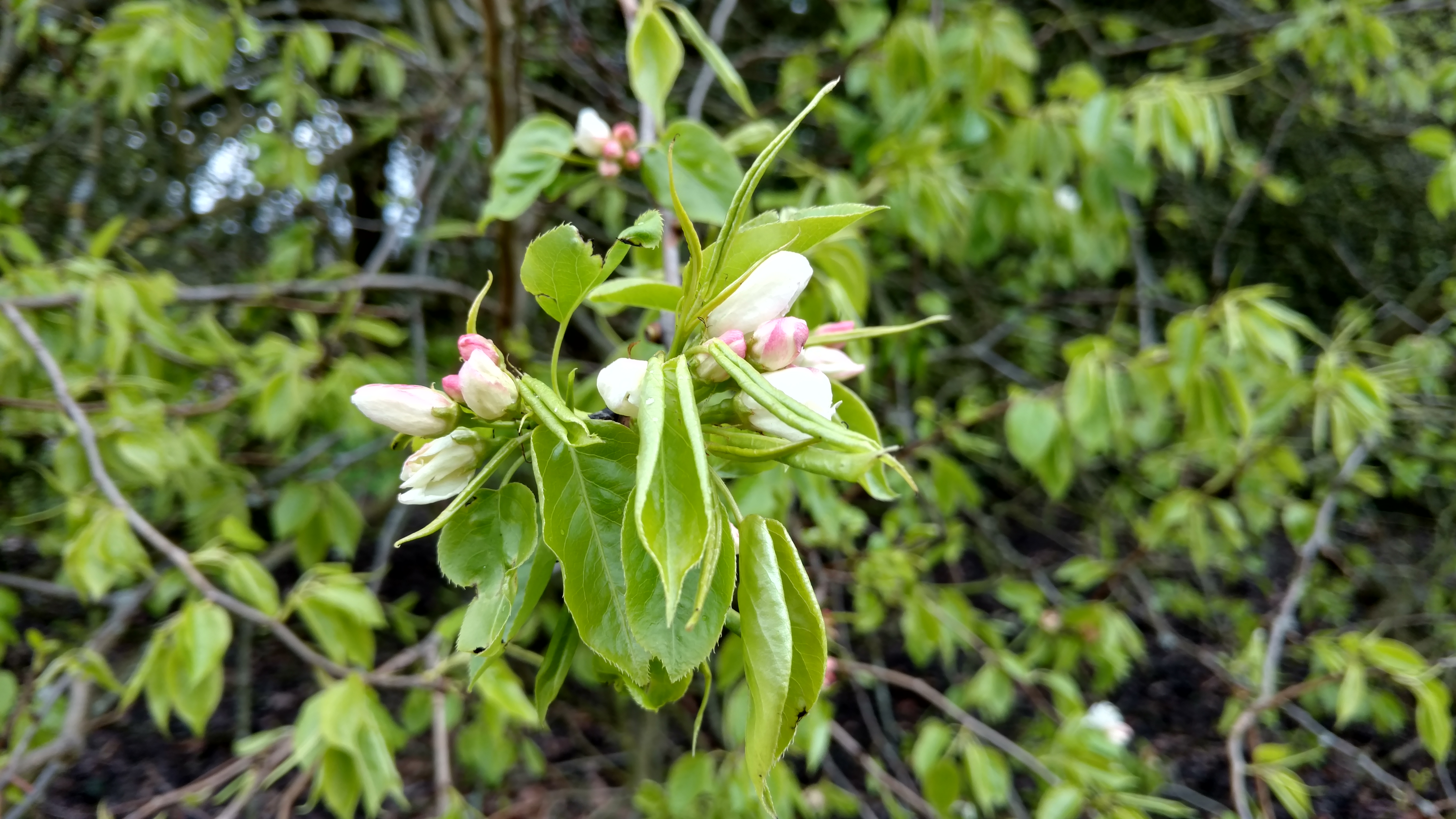 Pyrus ussuriensis plantplacesimage20170304_155428.jpg