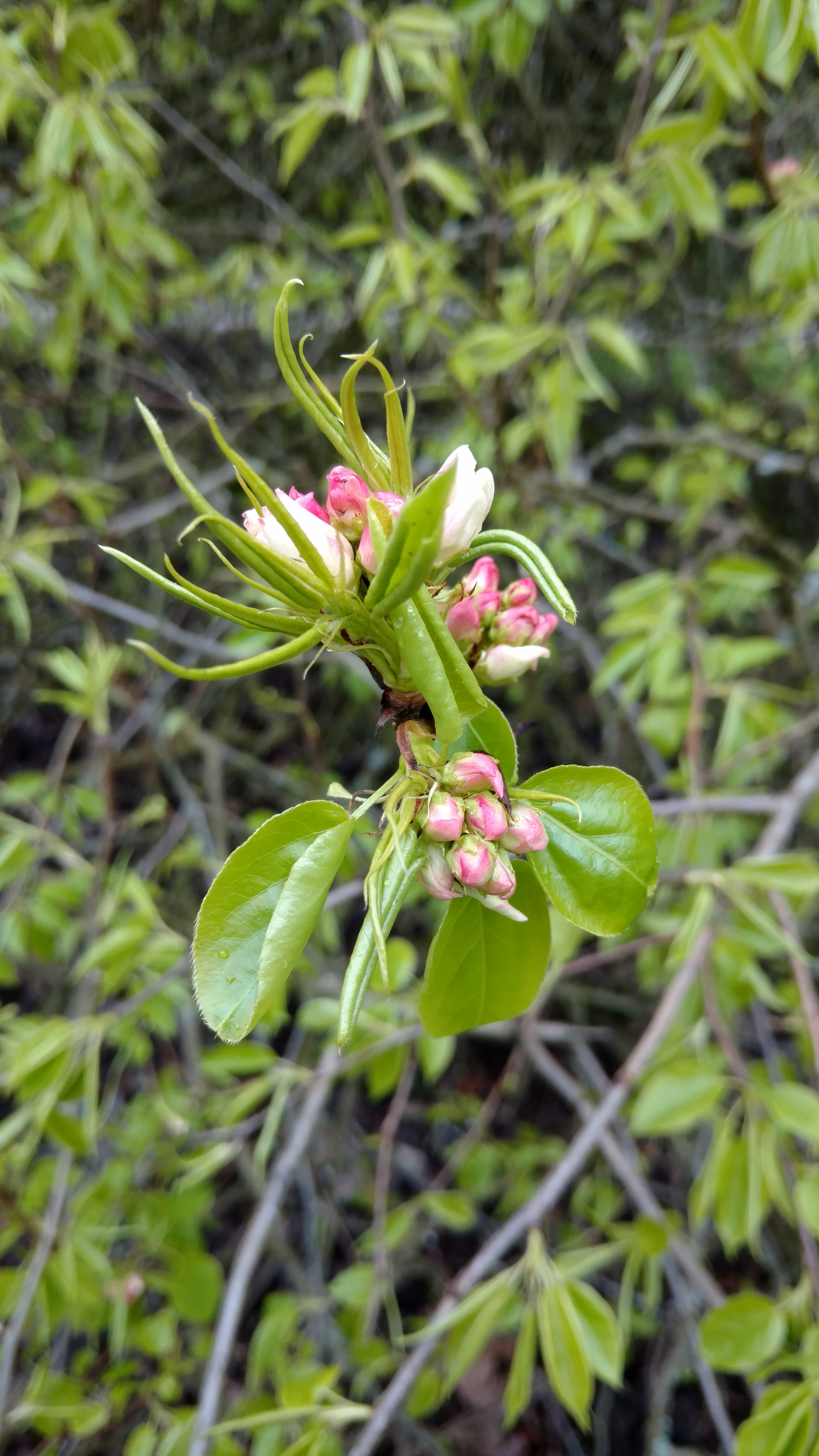 Pyrus ussuriensis plantplacesimage20170304_155448.jpg